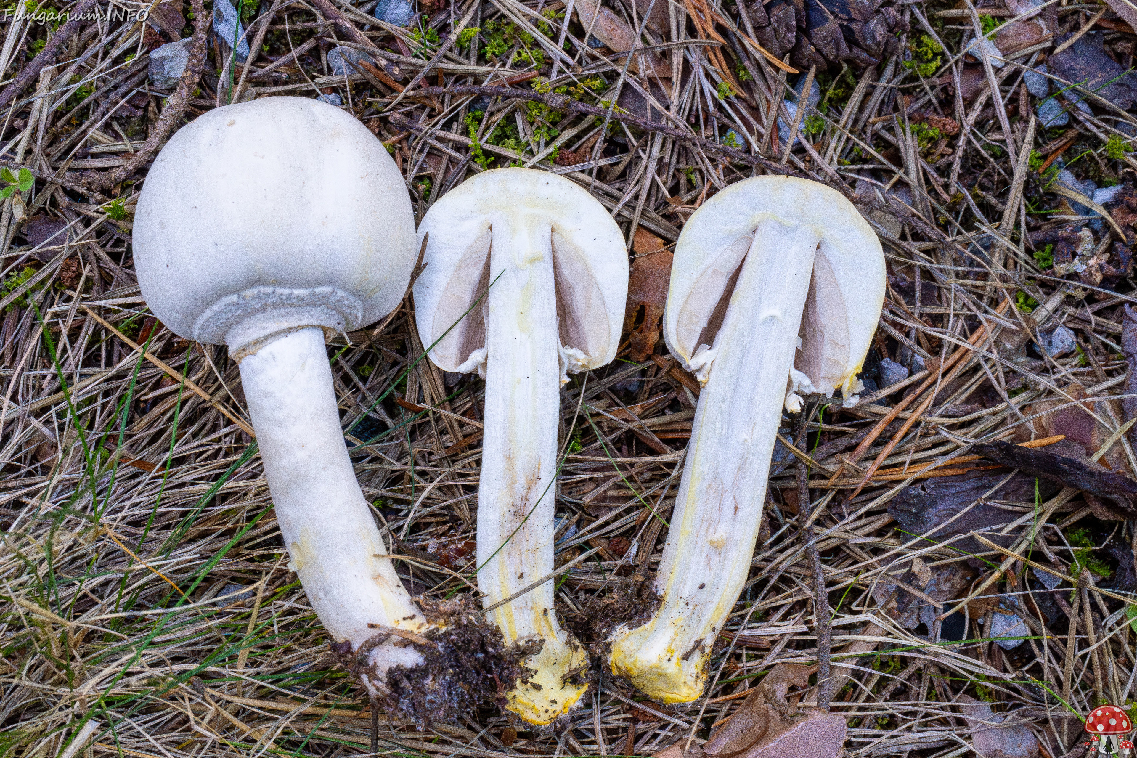 agaricus-xanthodermus_2-2 