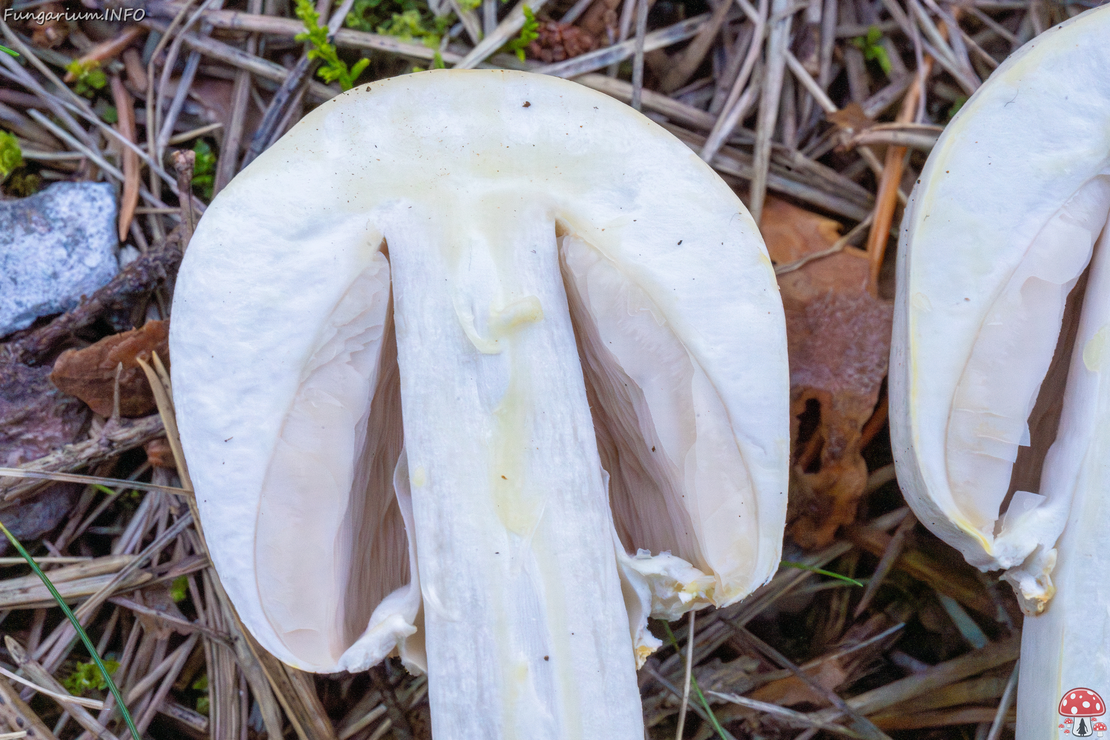 agaricus-xanthodermus_2-3 