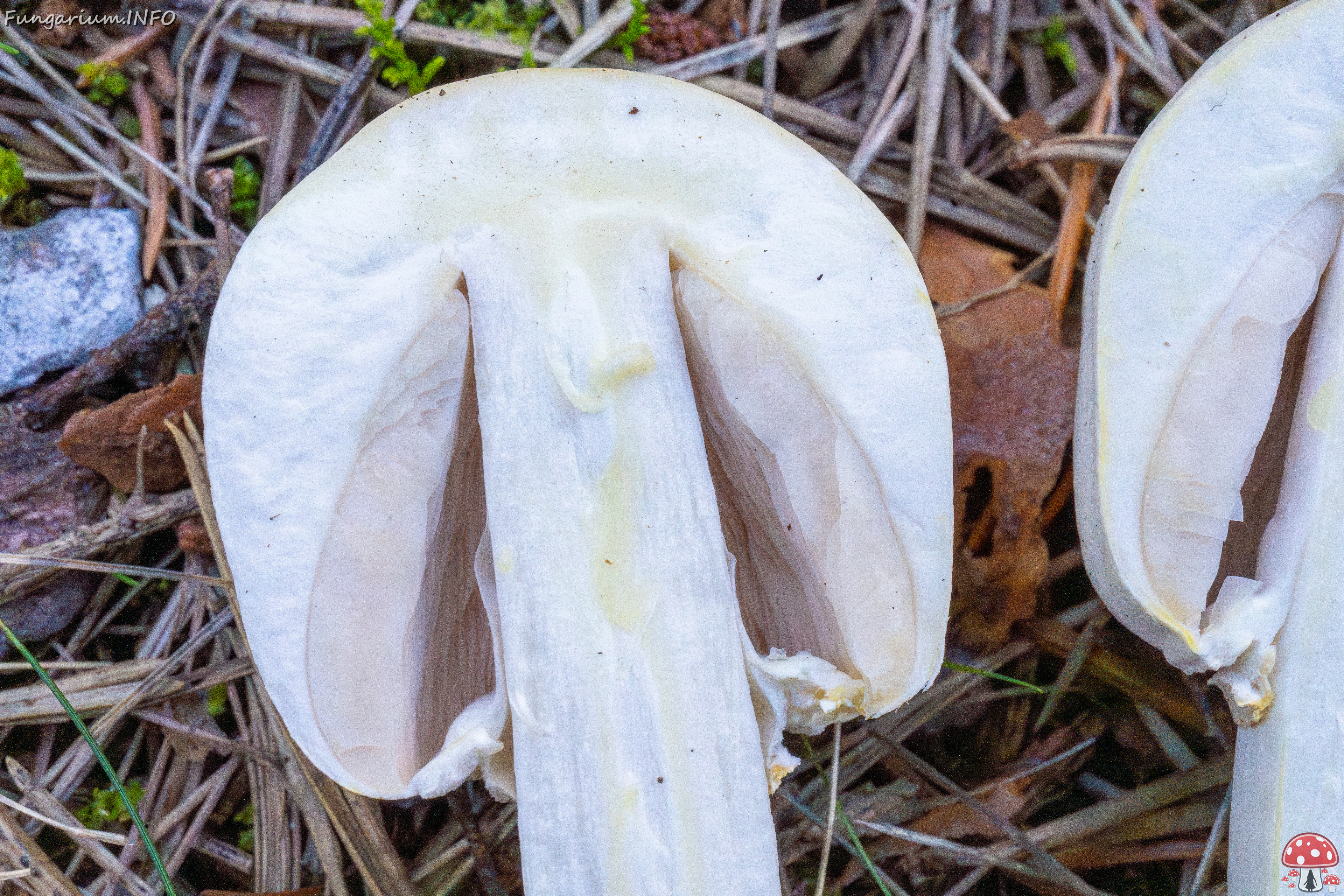 agaricus-xanthodermus_2-4 