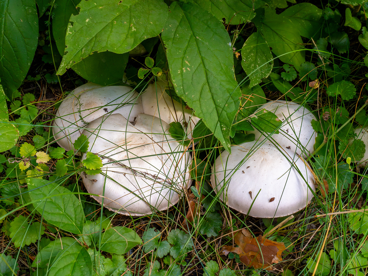 agaricus-xanthodermus_1-1