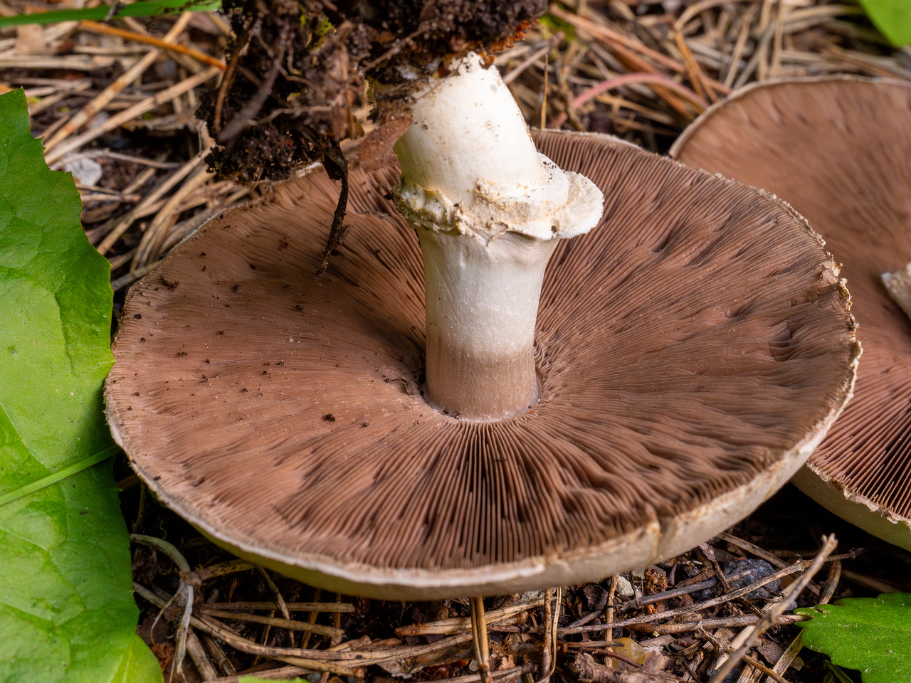 agaricus-xanthodermus_1-11