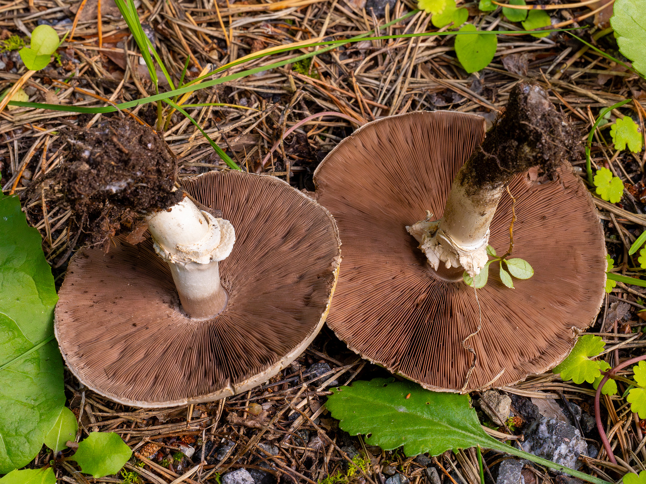 agaricus-xanthodermus_1-12