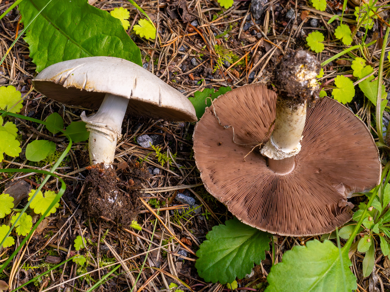 agaricus-xanthodermus_1-14