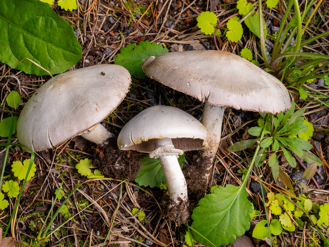 agaricus-xanthodermus_1-16