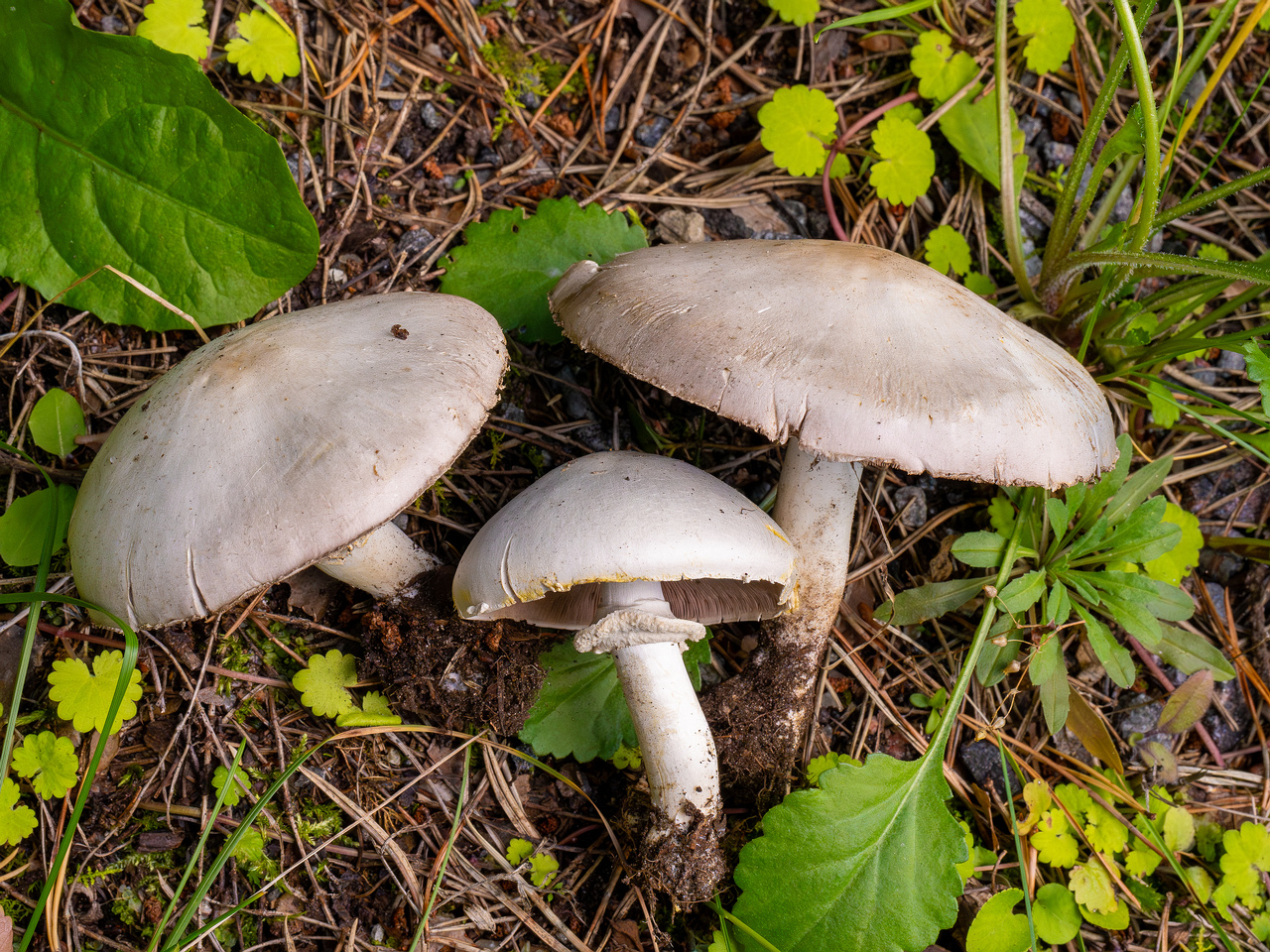 agaricus-xanthodermus_1-17