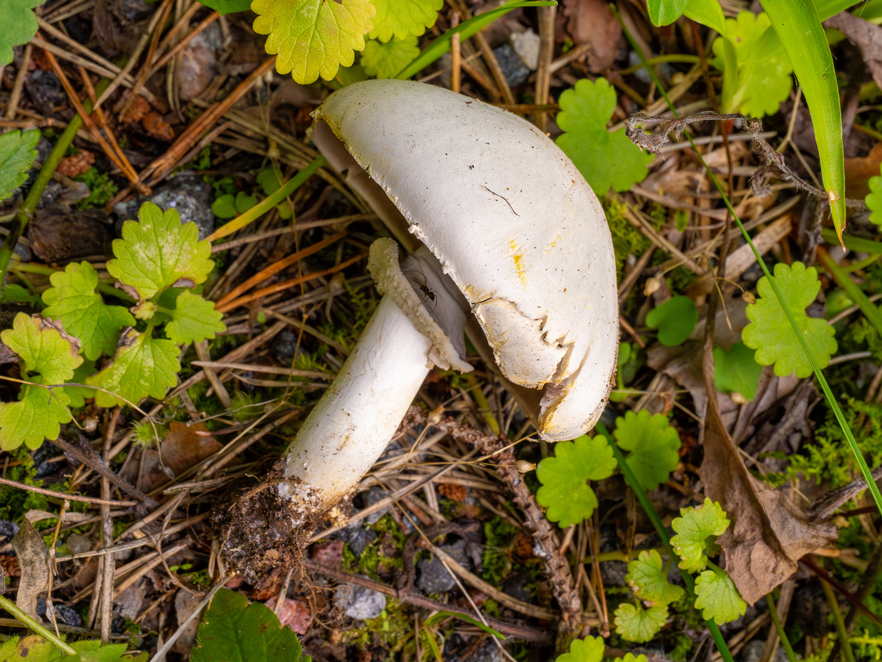 agaricus-xanthodermus_1-18