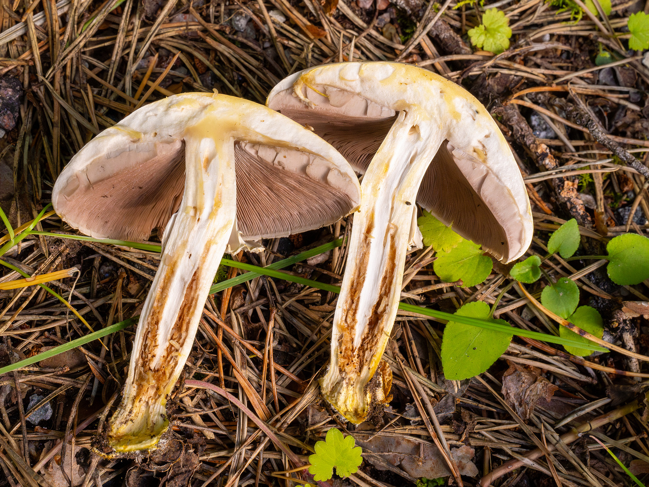 agaricus-xanthodermus_1-19