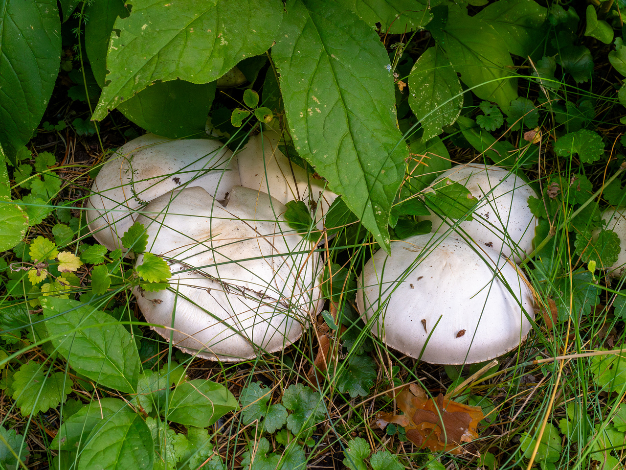 agaricus-xanthodermus_1-2