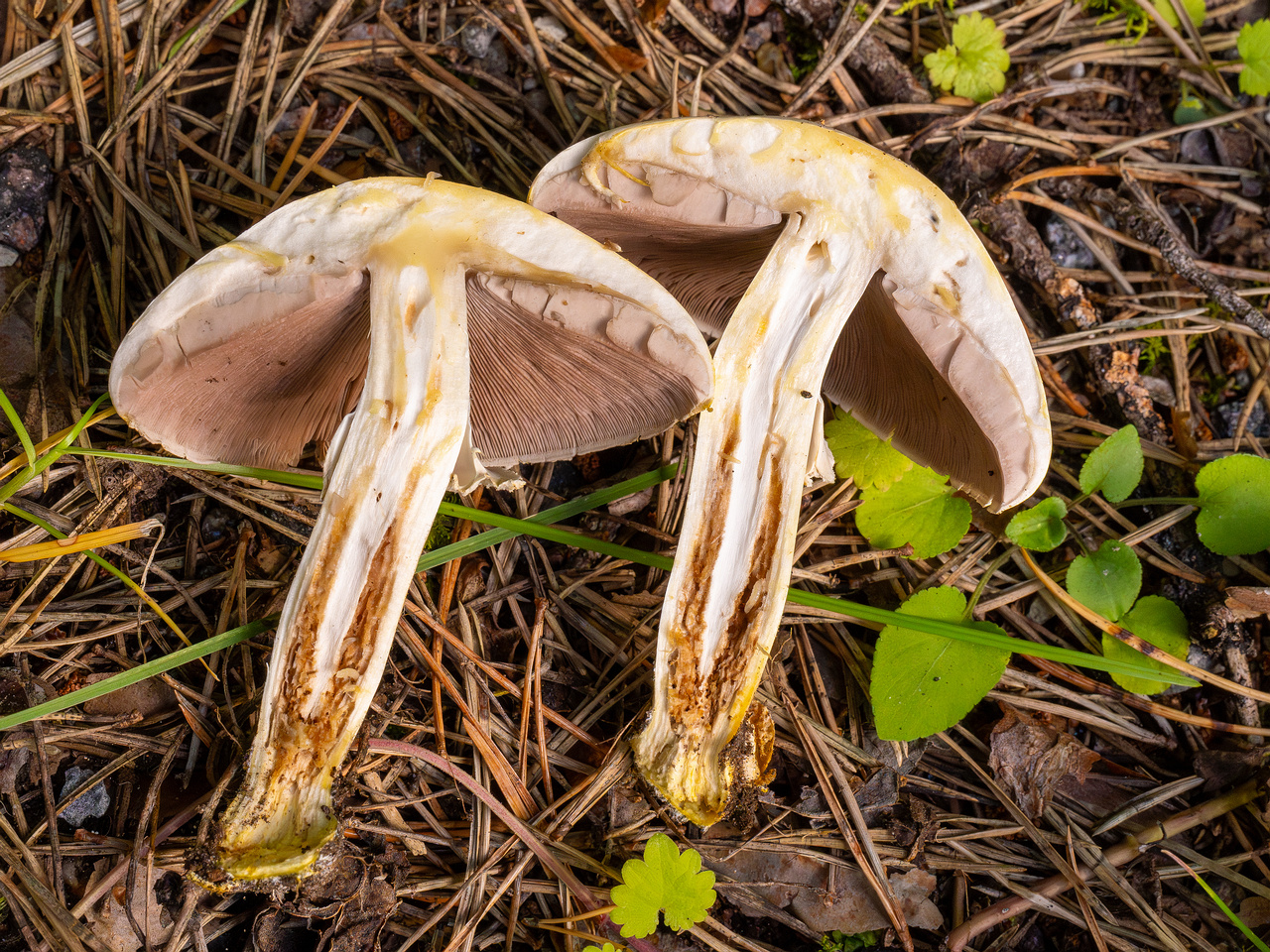 agaricus-xanthodermus_1-20