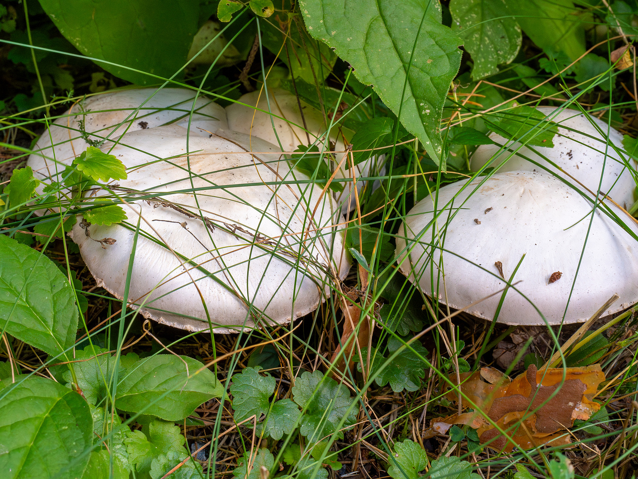 agaricus-xanthodermus_1-3