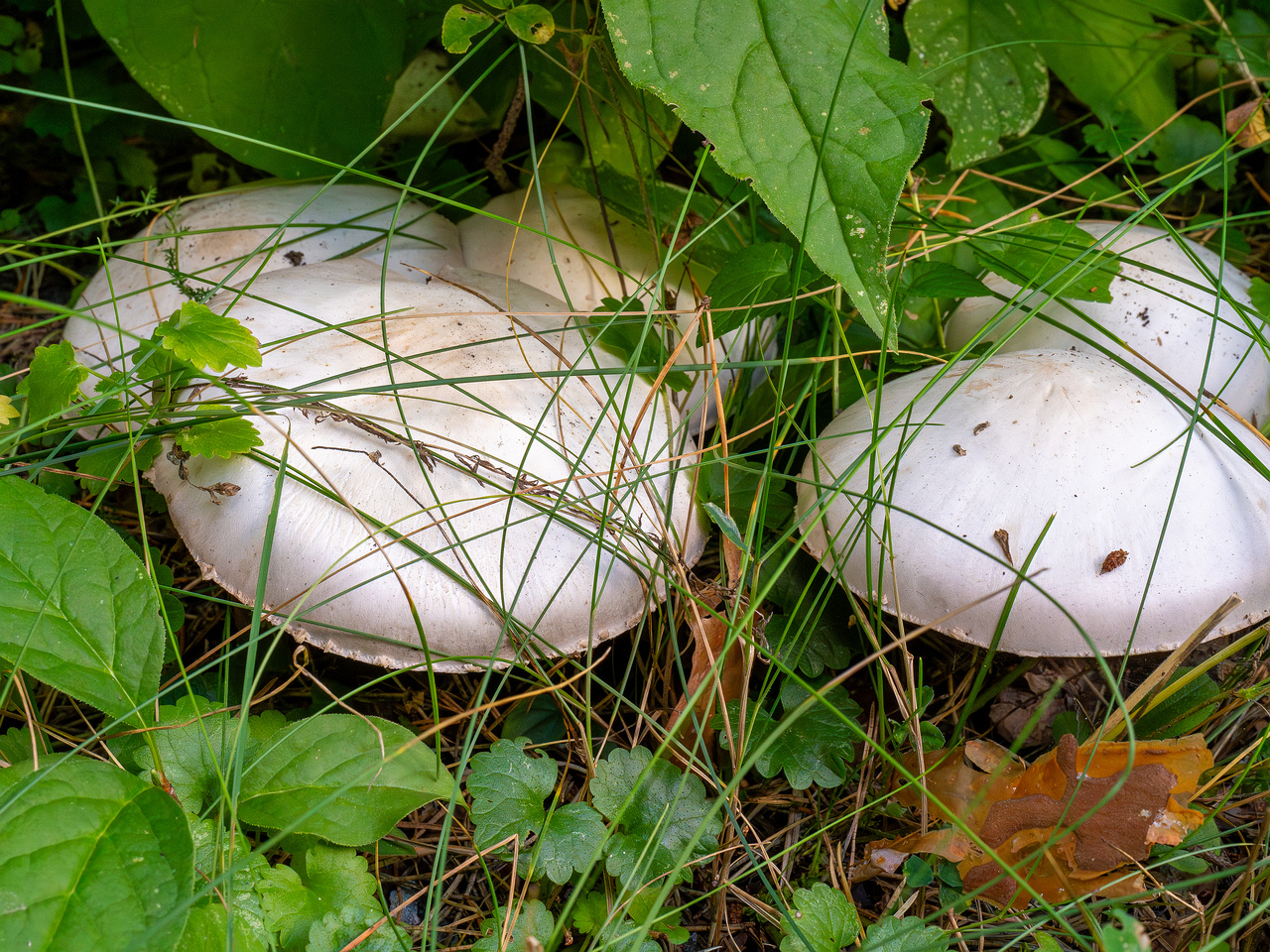 agaricus-xanthodermus_1-4