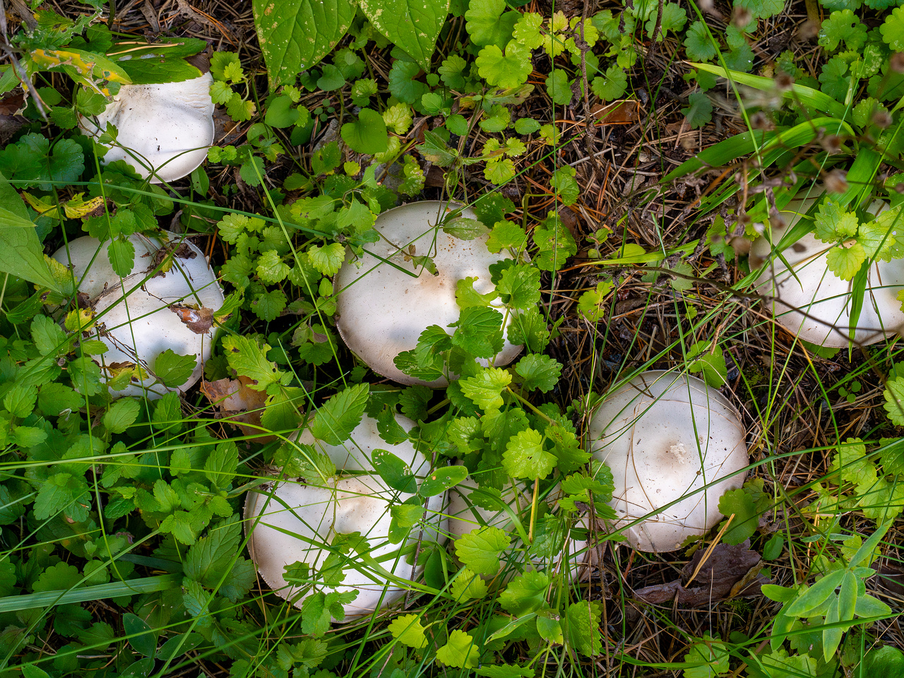 agaricus-xanthodermus_1-5