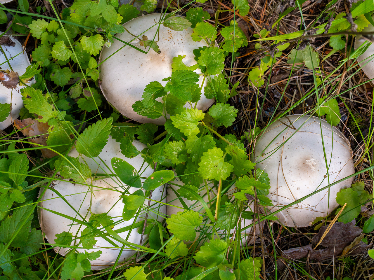 agaricus-xanthodermus_1-6