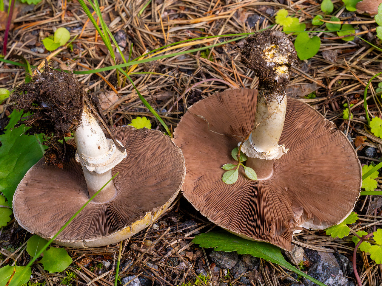 agaricus-xanthodermus_1-7