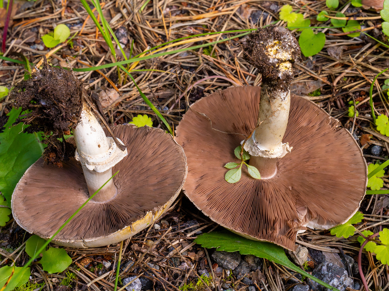 agaricus-xanthodermus_1-8