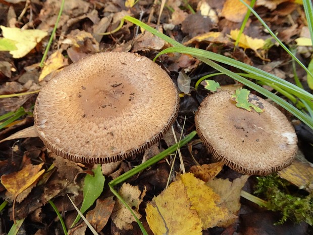 Шампиньон лесной - Agaricus silvaticus