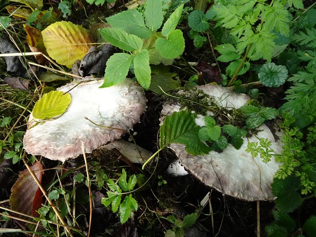 Шампиньон обыкновенный - Agaricus campestris