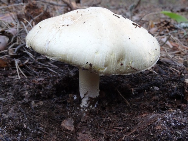 Шампиньон отчётливоклубеньковый - Agaricus abruptibulbus