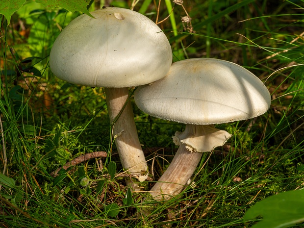 Шампиньон перелесковый - Agaricus silvicola