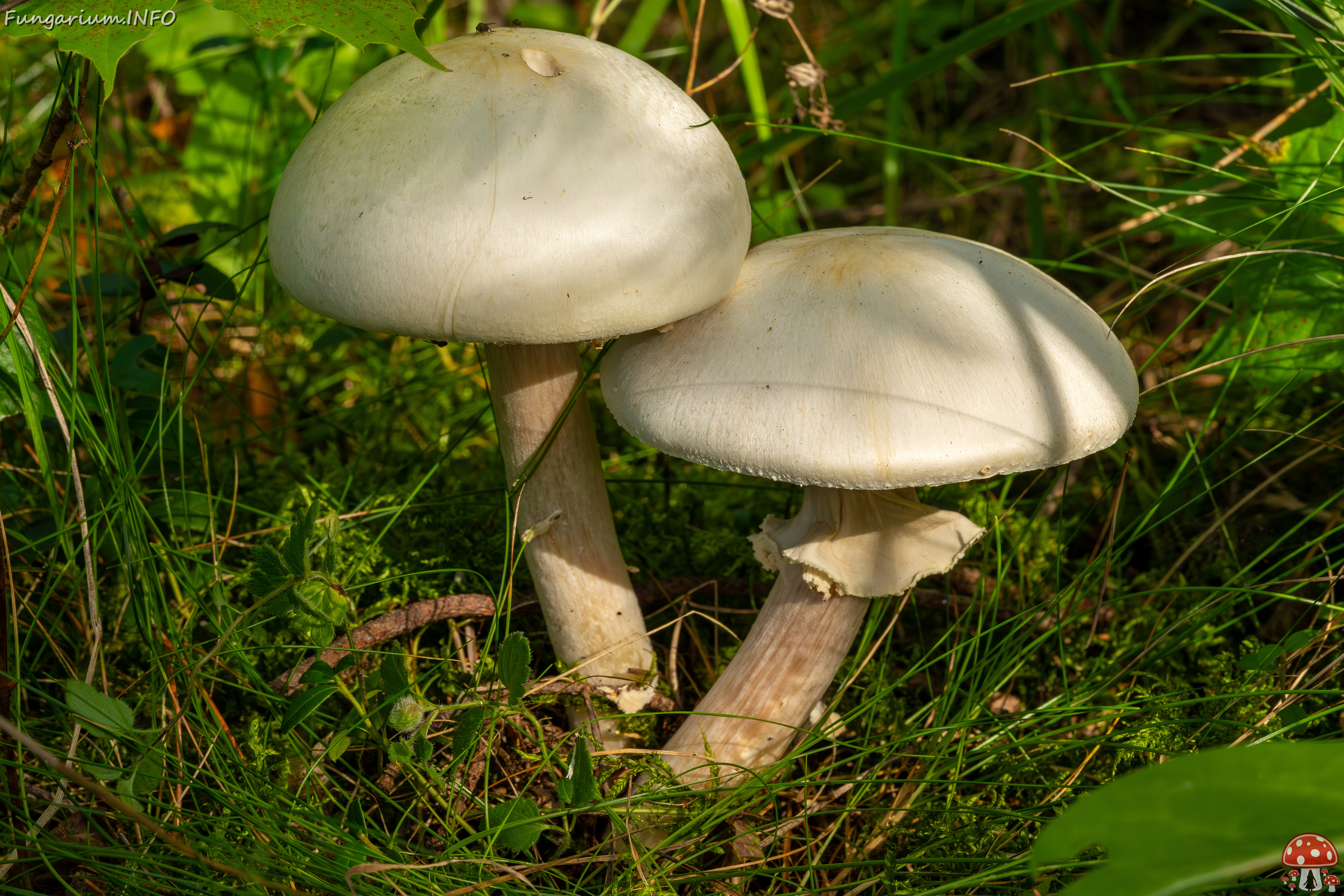 !agaricus-silvicola_2023-09-12_1-3 