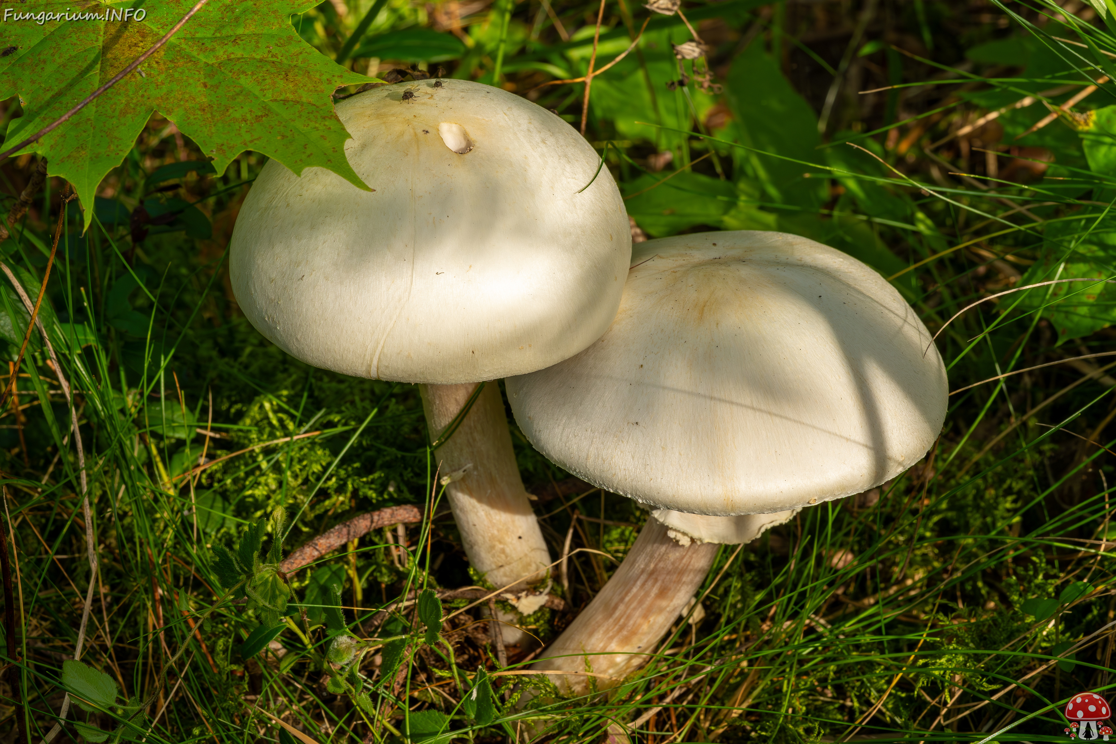 agaricus-silvicola_2023-09-12_1-1 