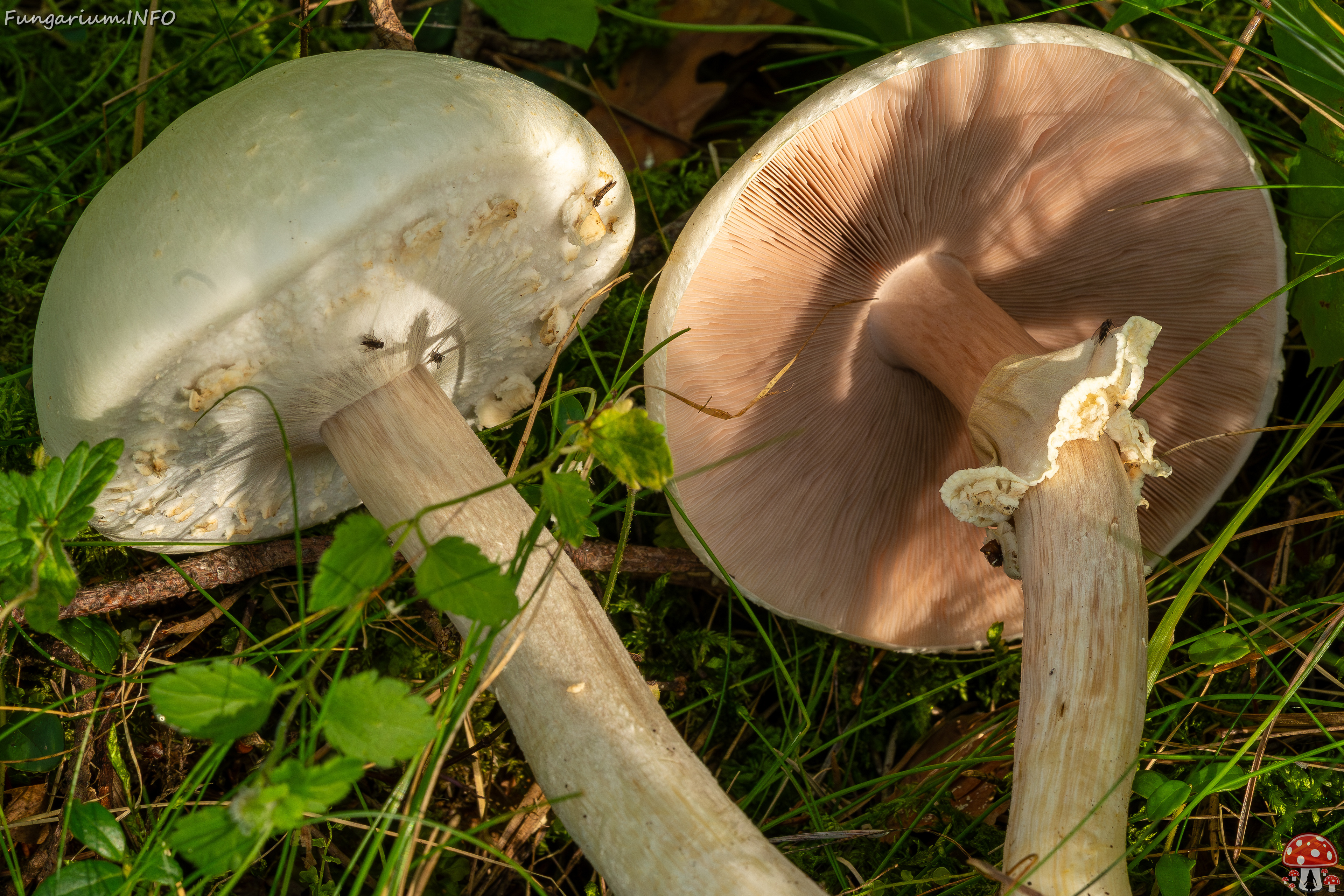 agaricus-silvicola_2023-09-12_1-10 