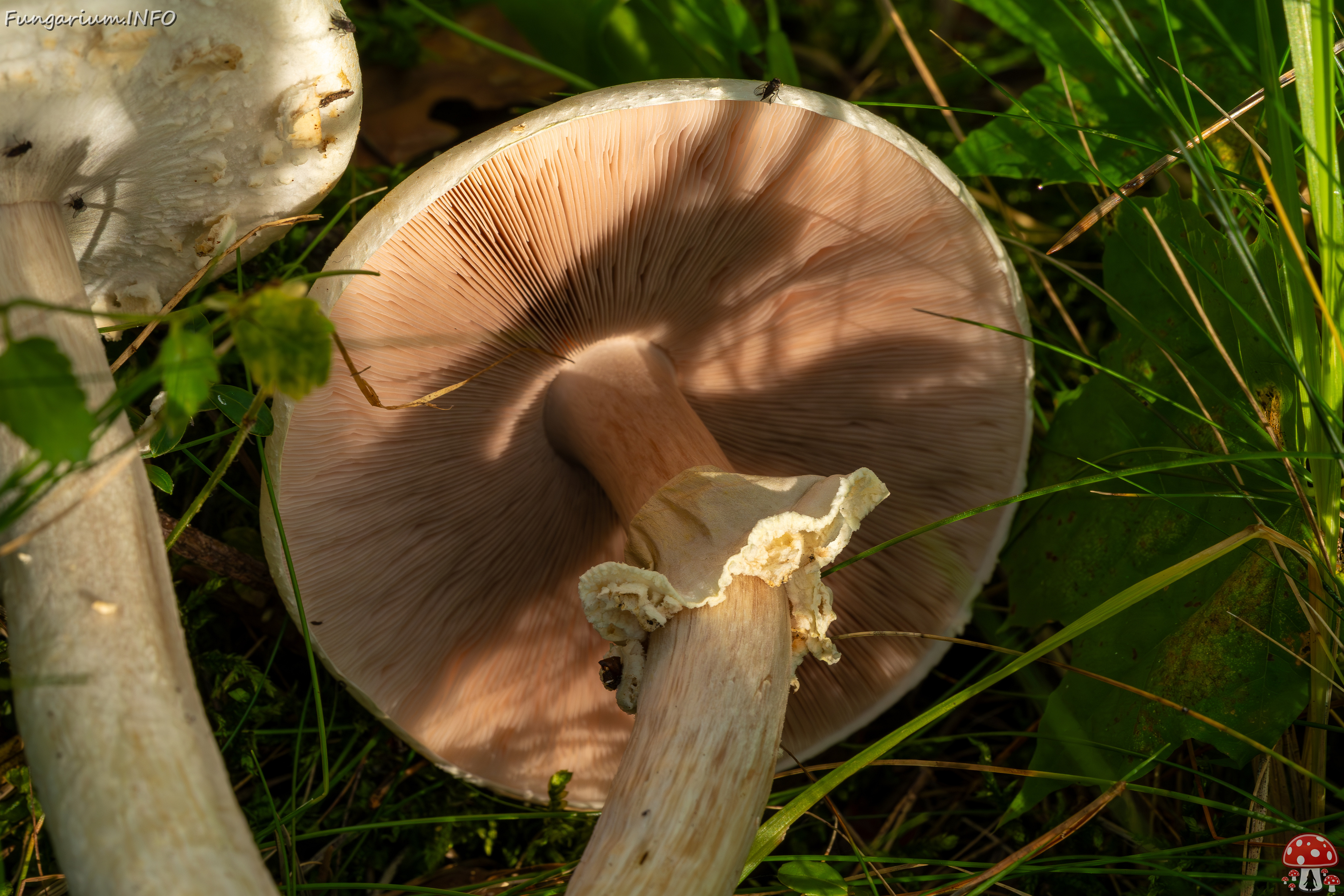 agaricus-silvicola_2023-09-12_1-11 