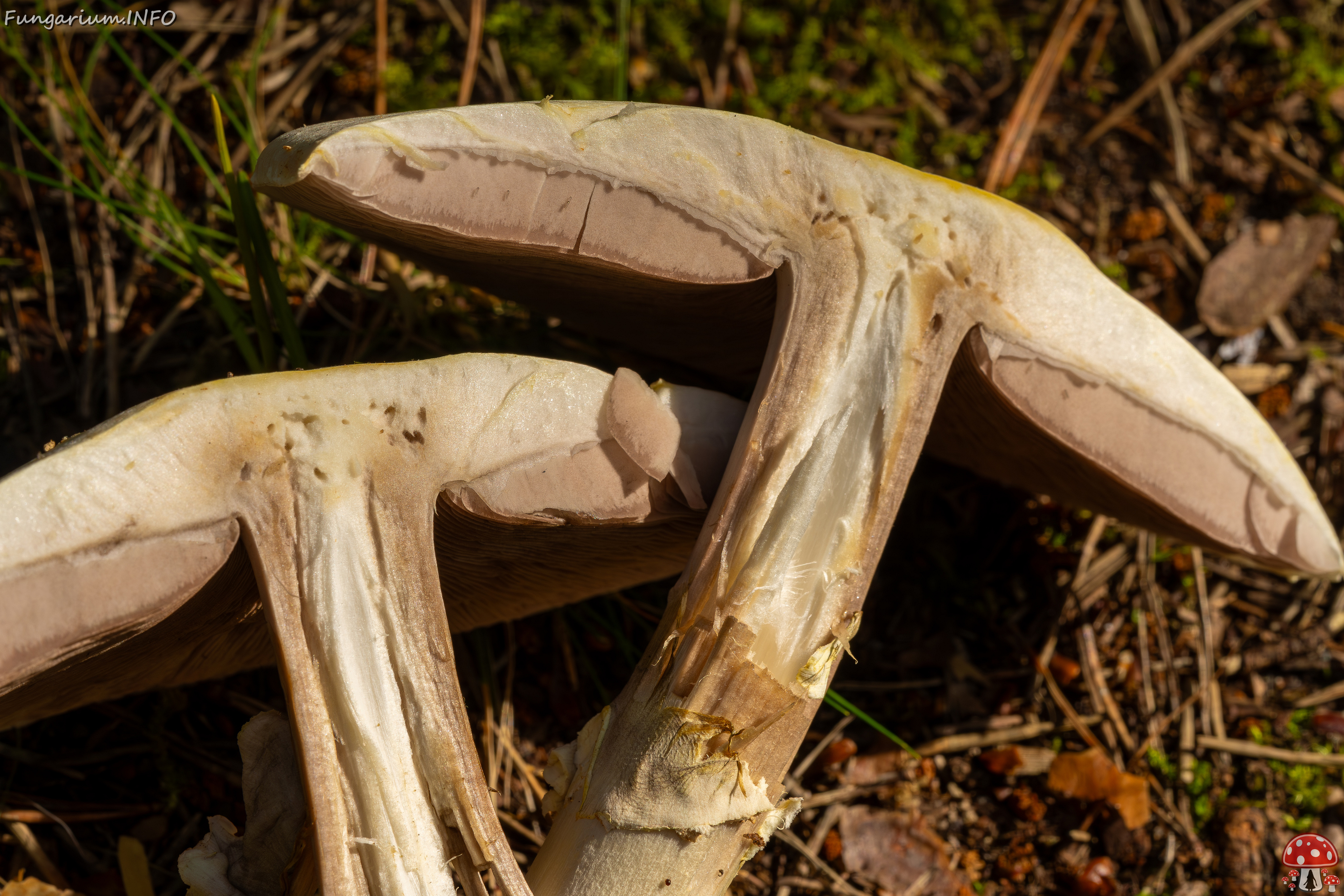 agaricus-silvicola_2023-09-12_1-12 