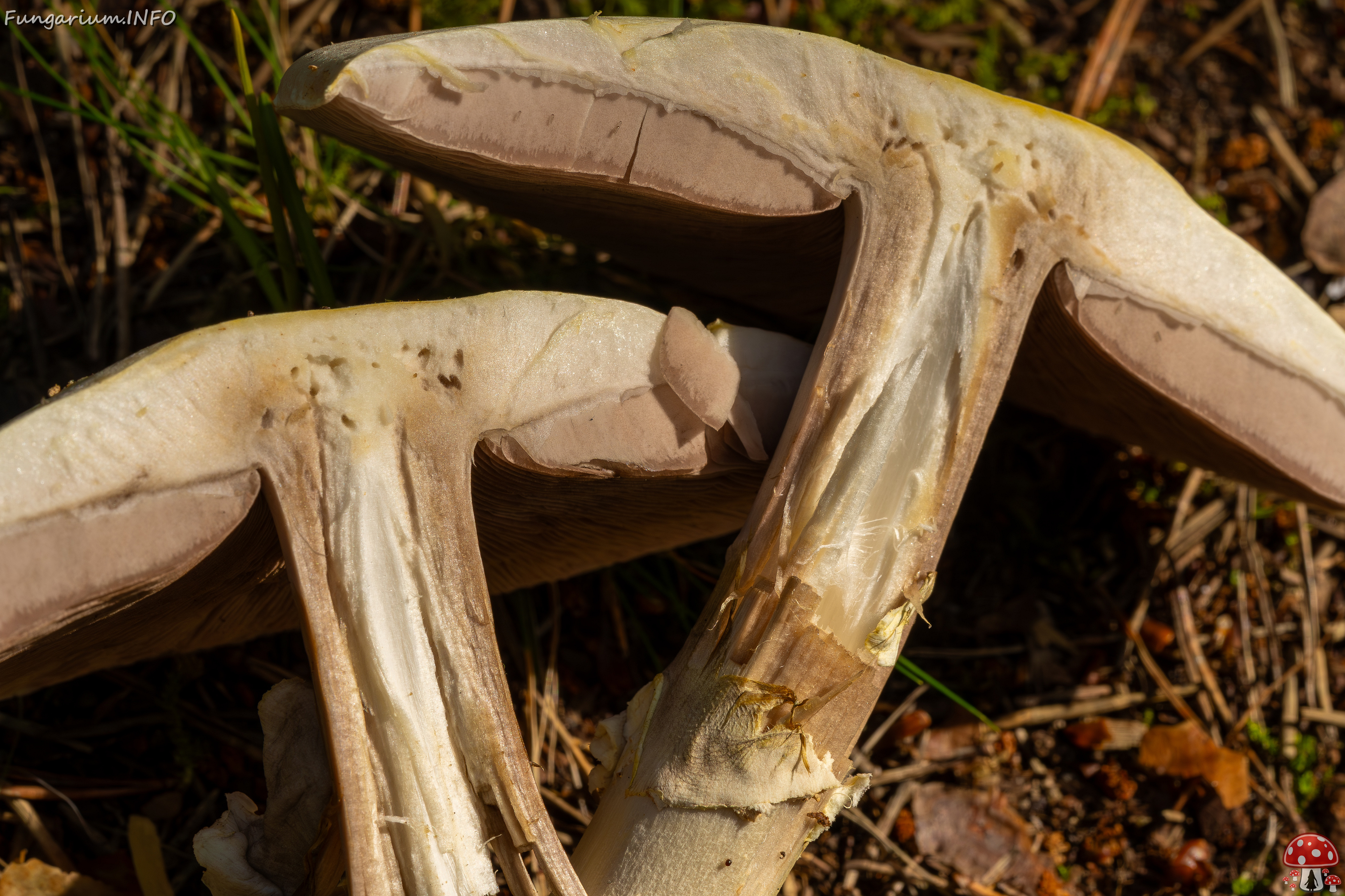 agaricus-silvicola_2023-09-12_1-13 