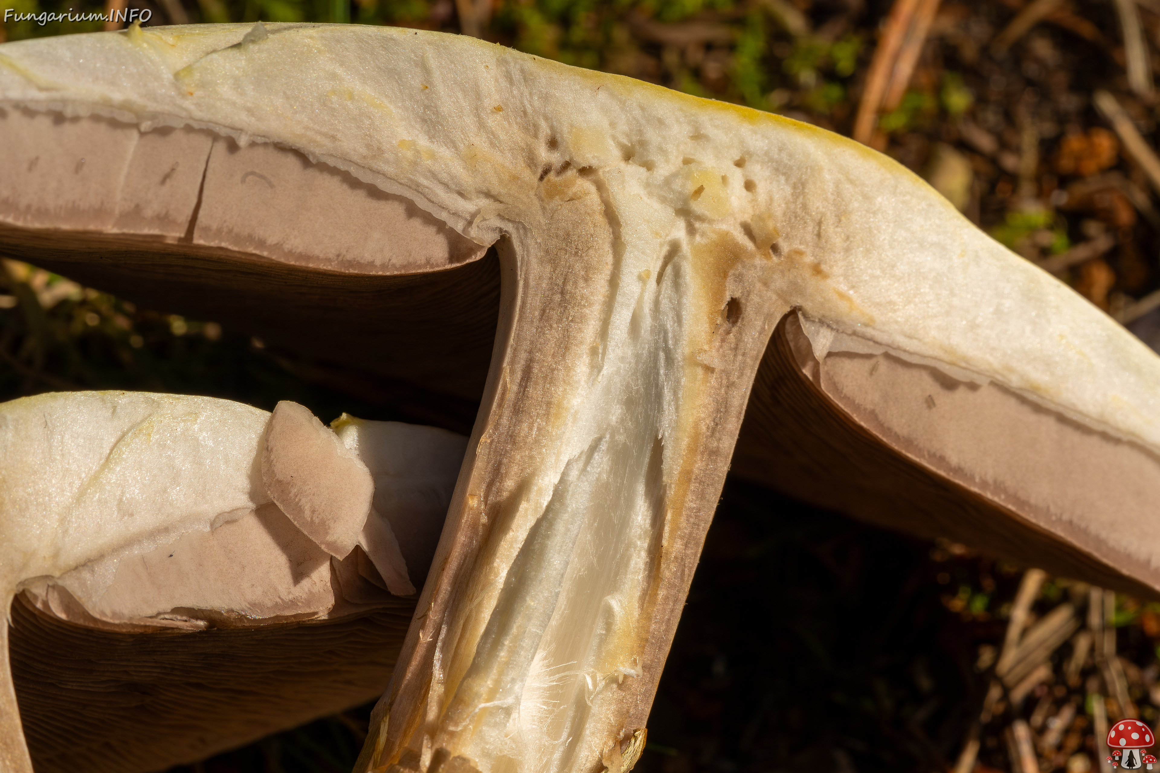 agaricus-silvicola_2023-09-12_1-14 