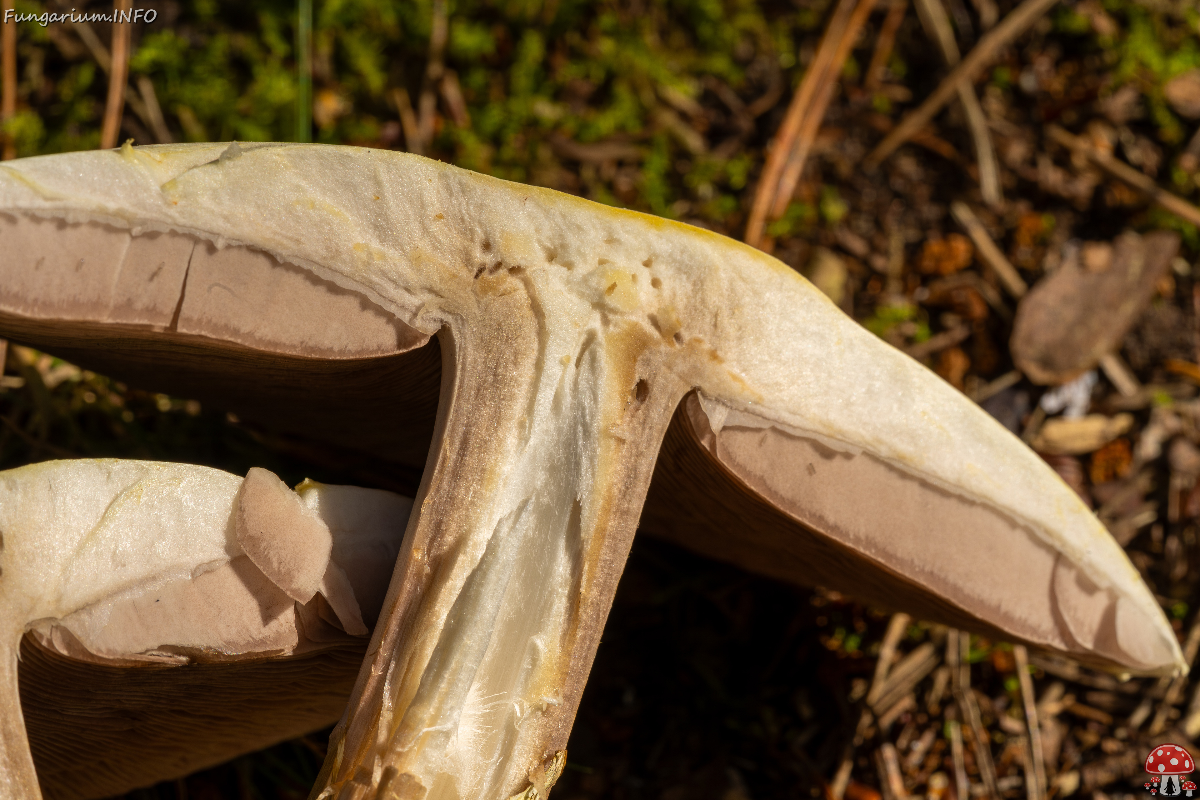 agaricus-silvicola_2023-09-12_1-15 