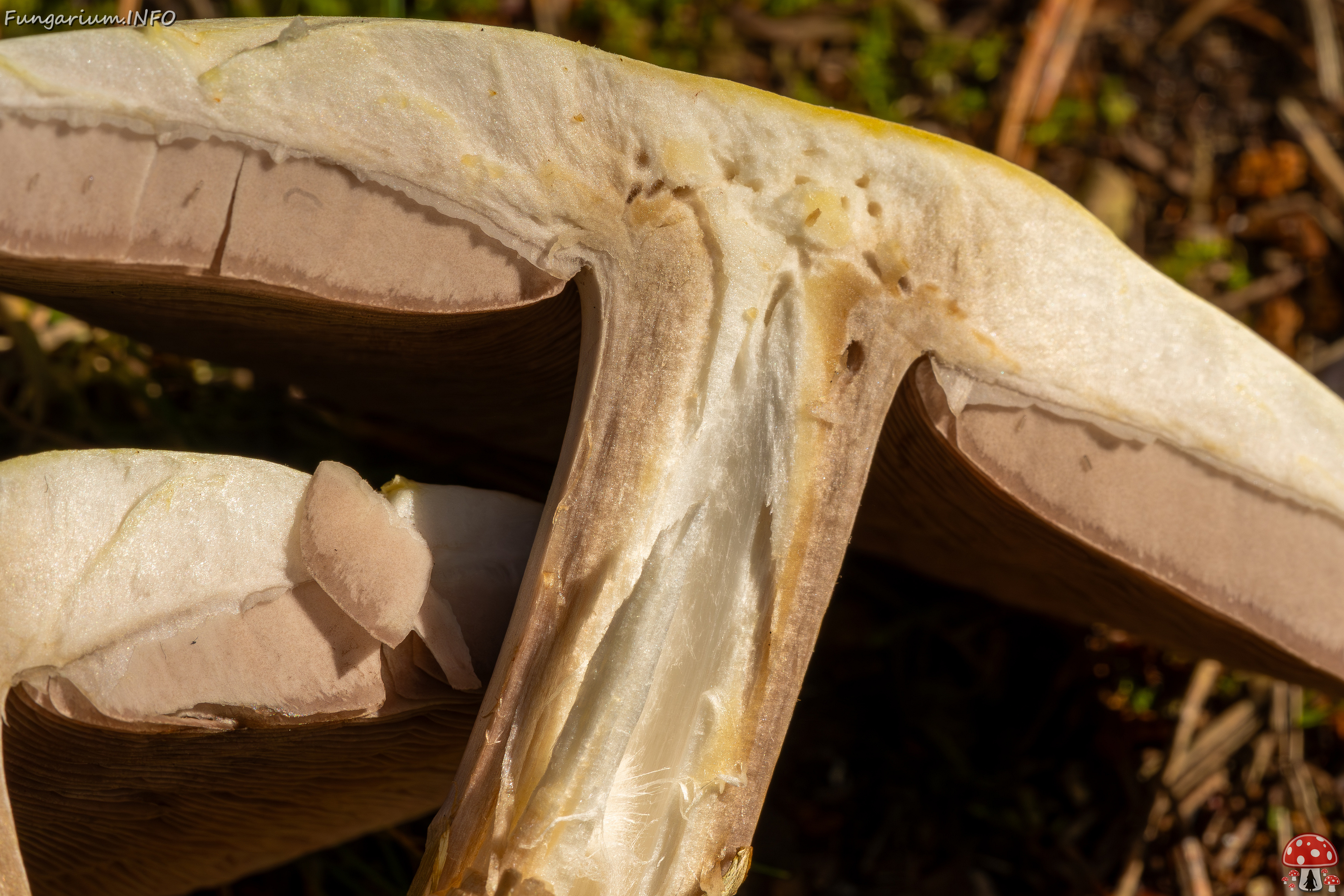 agaricus-silvicola_2023-09-12_1-16 