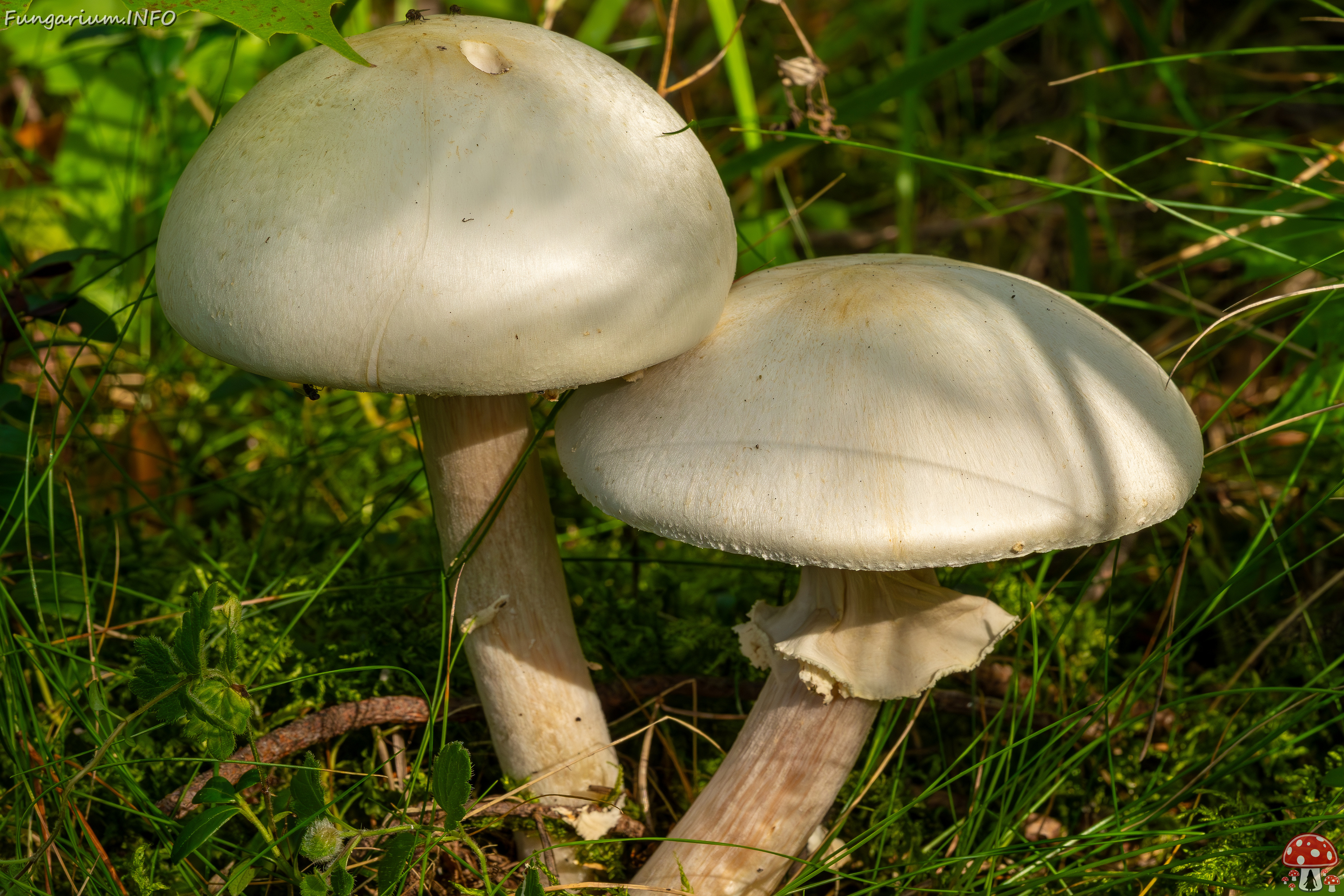 agaricus-silvicola_2023-09-12_1-2 