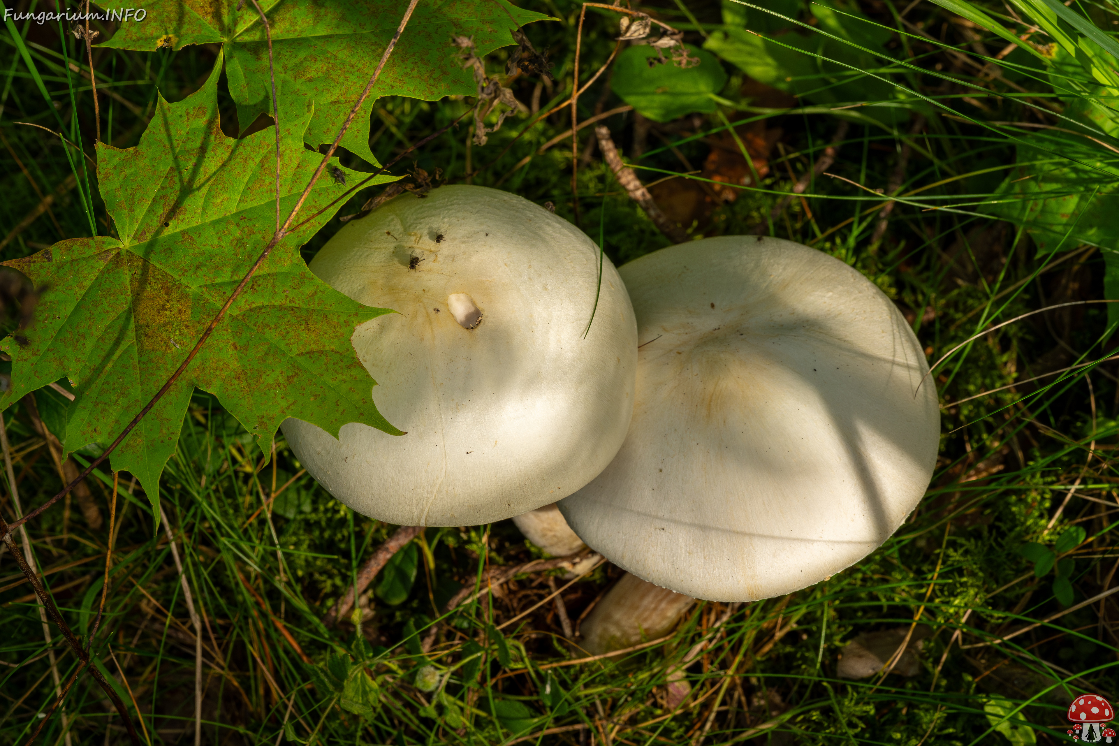 agaricus-silvicola_2023-09-12_1-4 