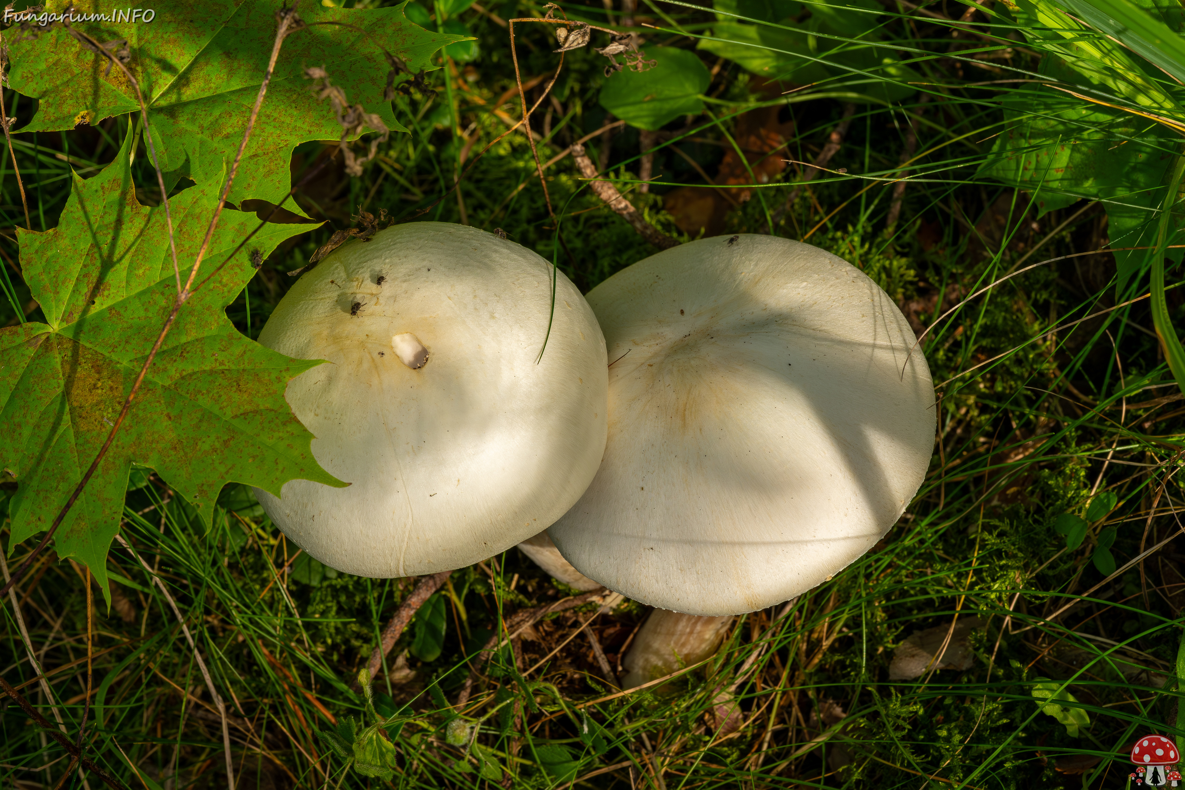 agaricus-silvicola_2023-09-12_1-5 