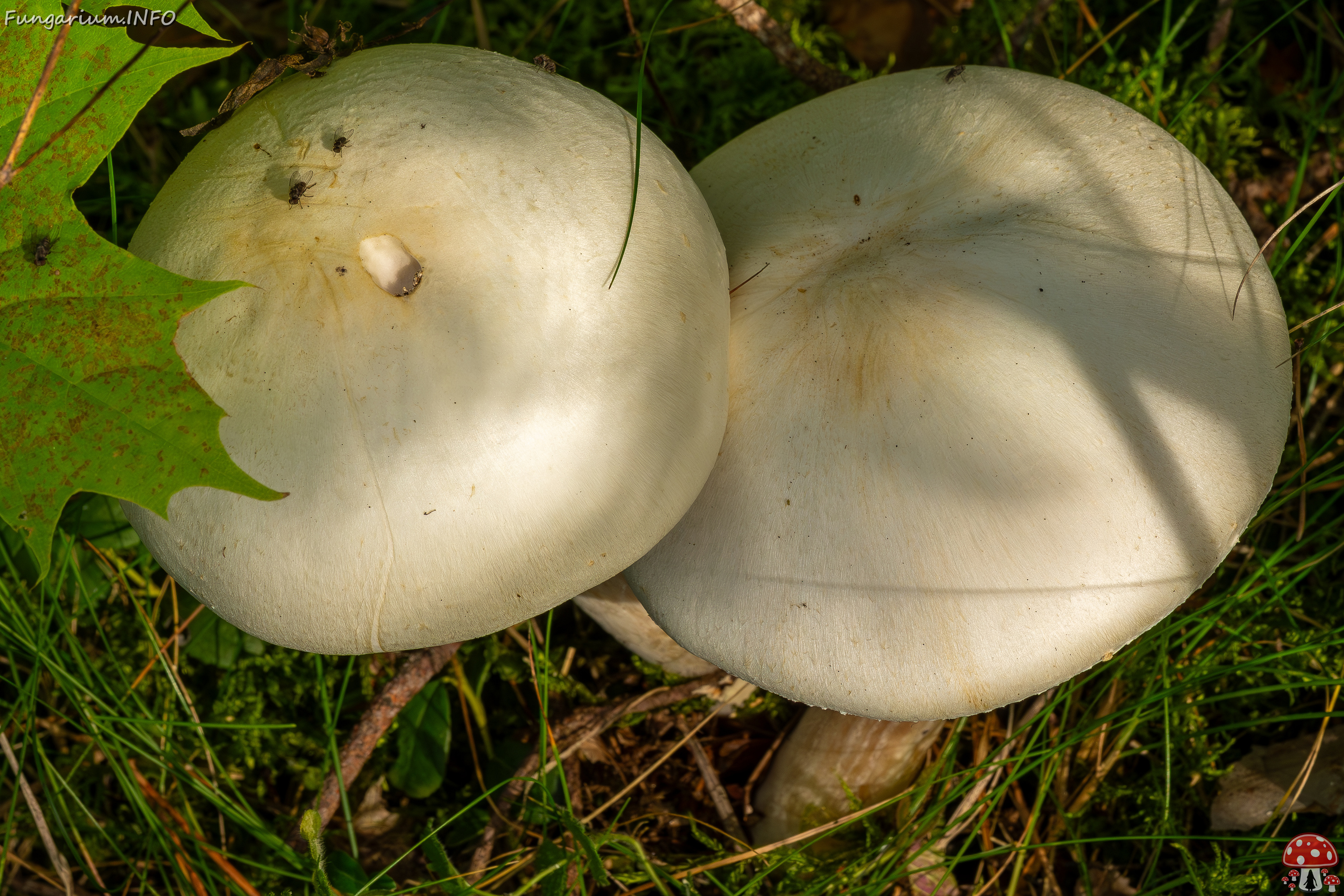 agaricus-silvicola_2023-09-12_1-6 