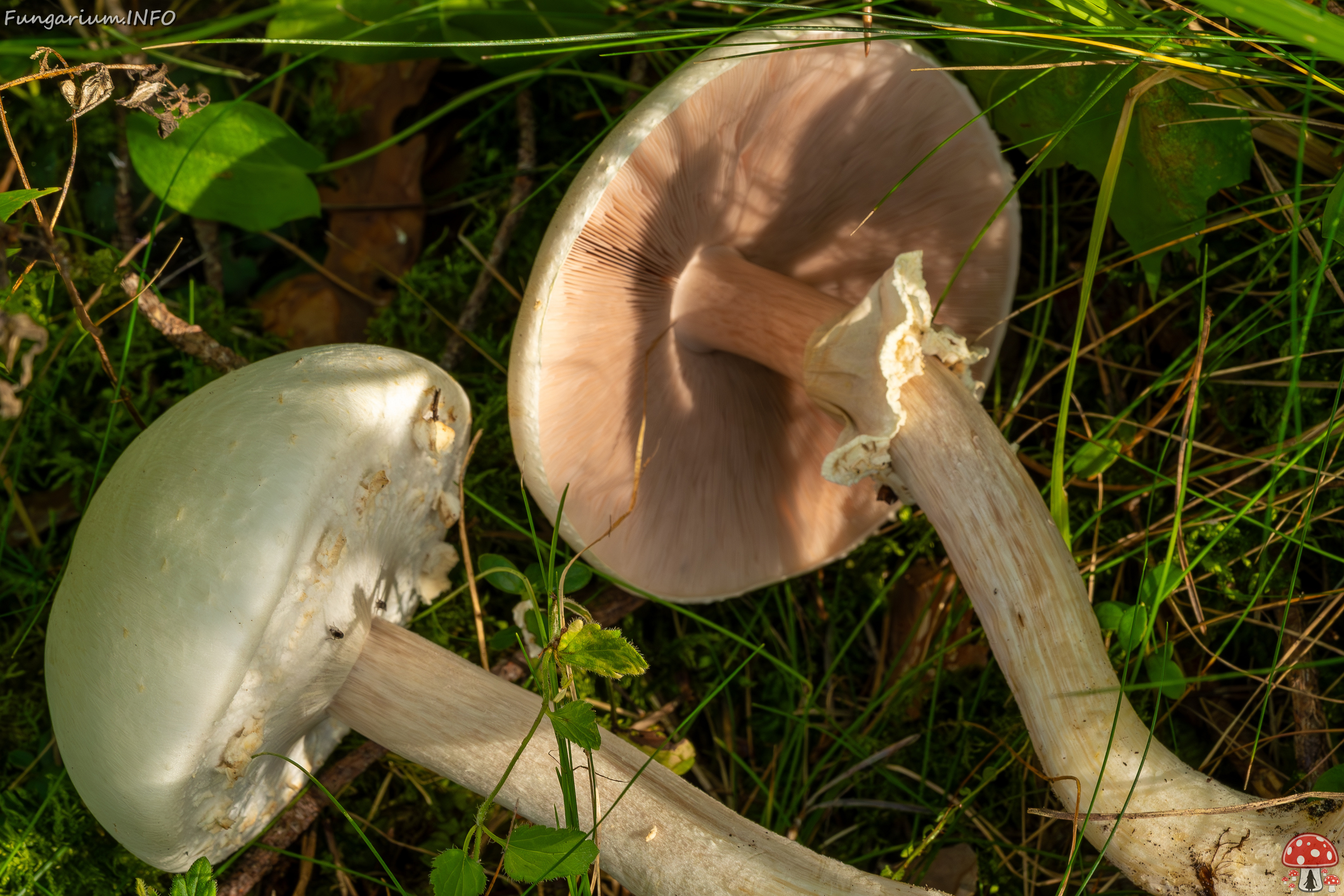 agaricus-silvicola_2023-09-12_1-8 