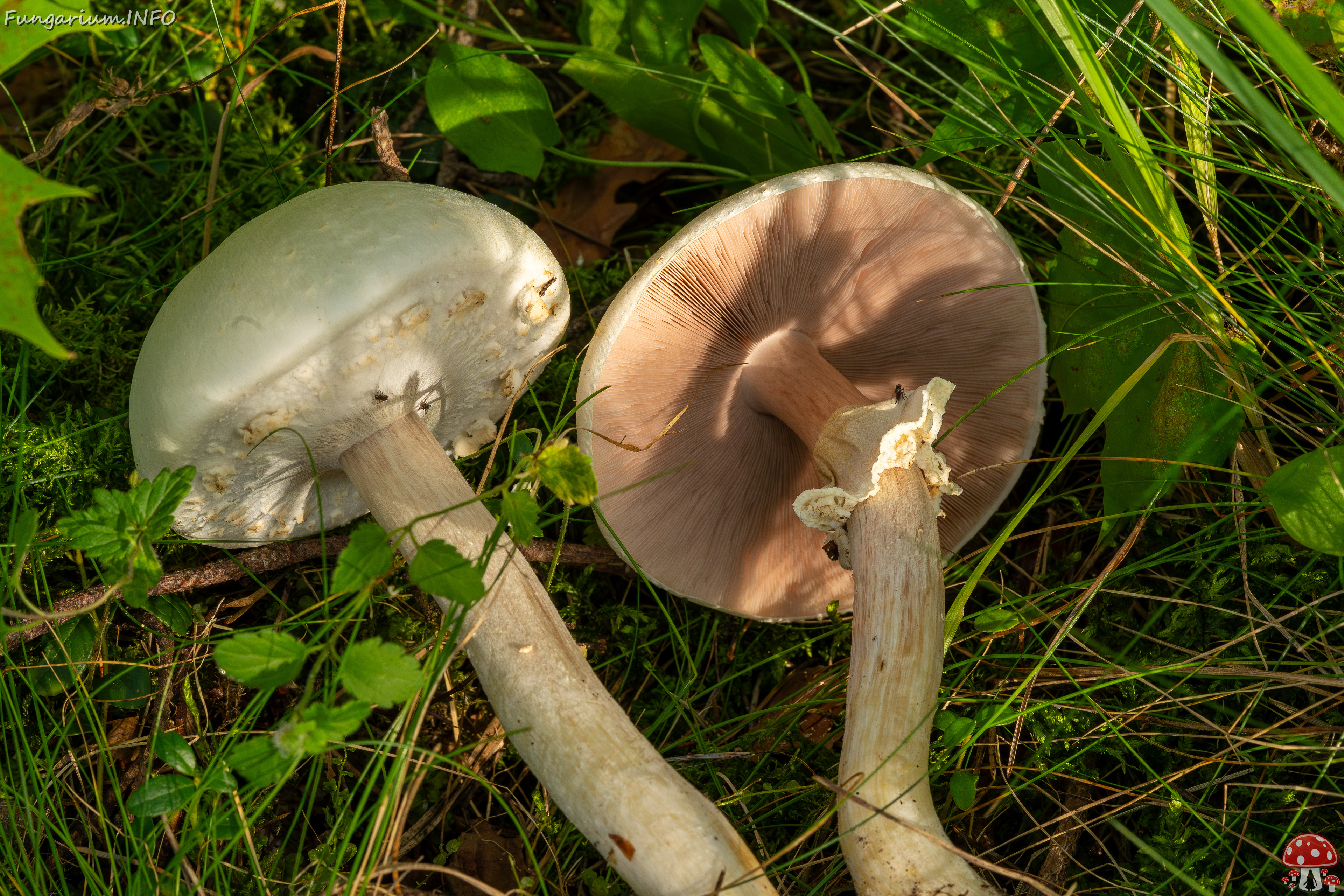 agaricus-silvicola_2023-09-12_1-9 