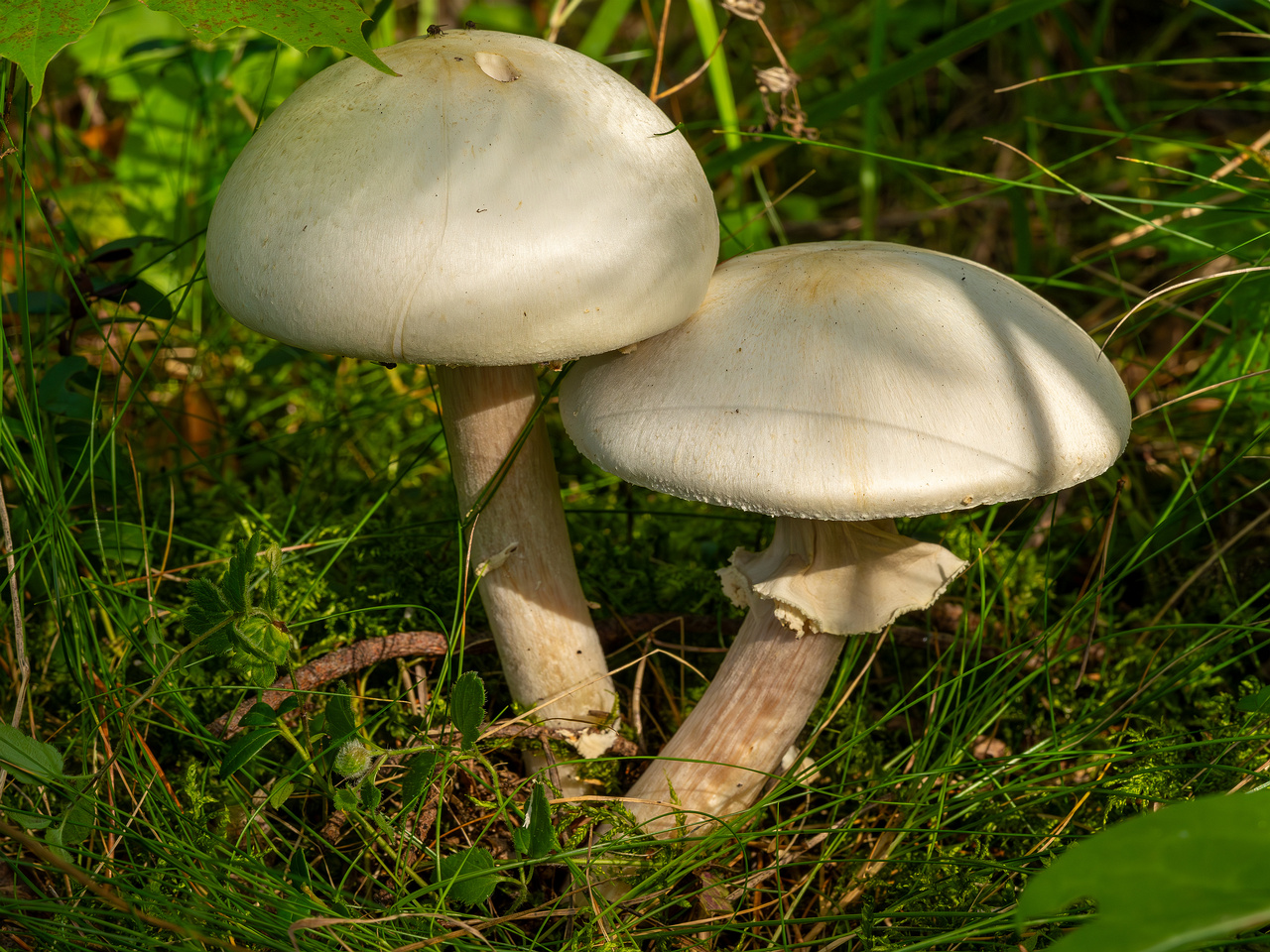 !agaricus-silvicola_2023-09-12_1-3