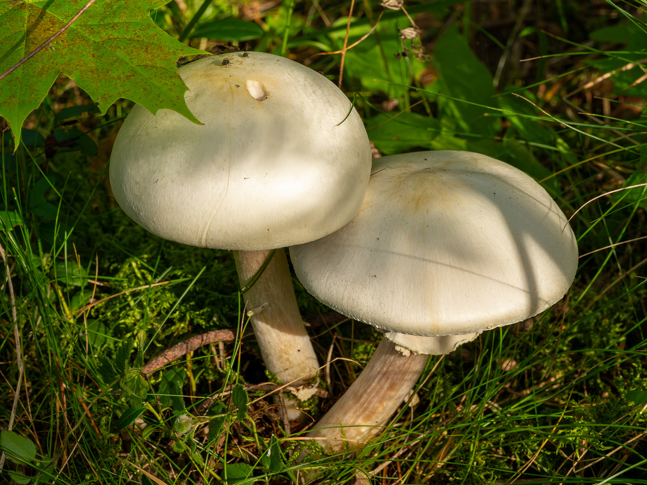 agaricus-silvicola_2023-09-12_1-1