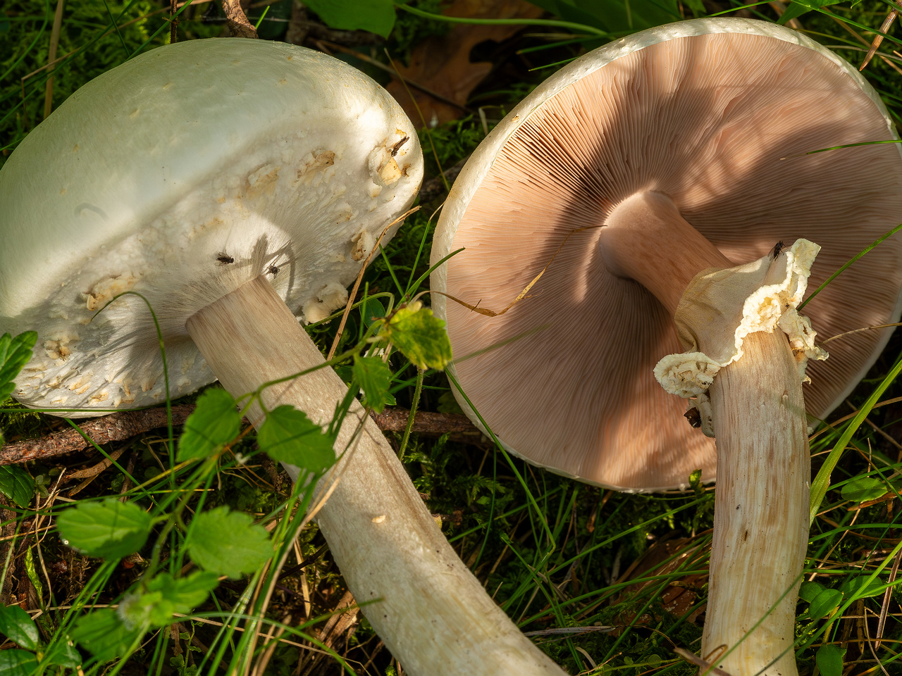 agaricus-silvicola_2023-09-12_1-10