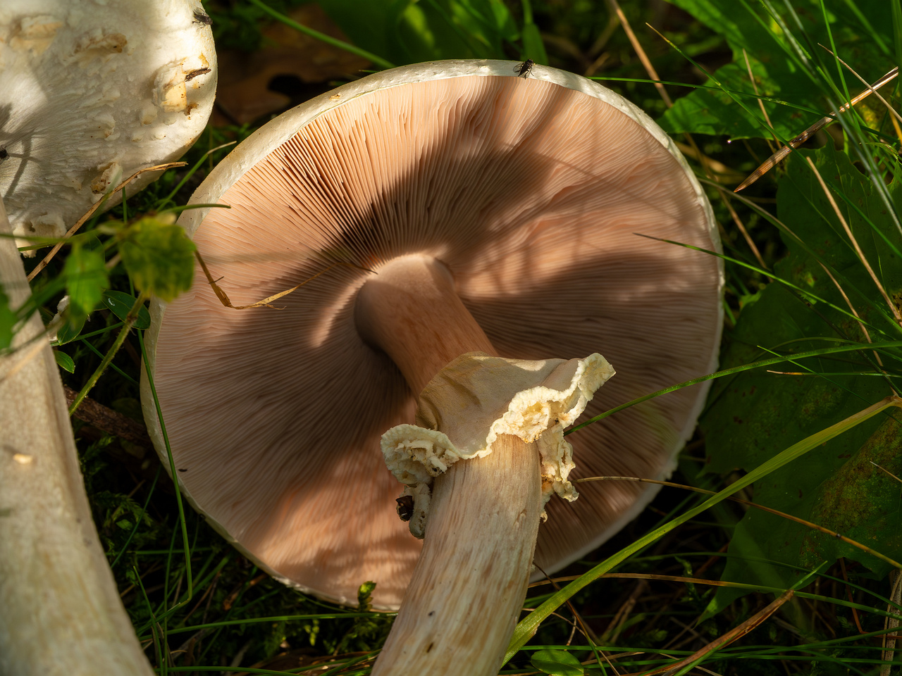 agaricus-silvicola_2023-09-12_1-11