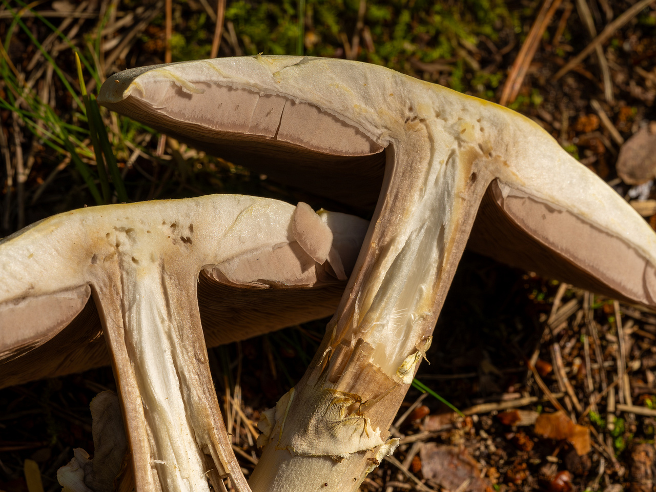 agaricus-silvicola_2023-09-12_1-12