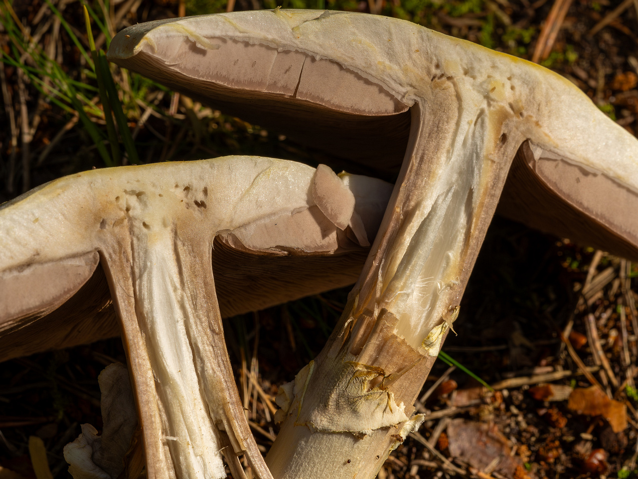 agaricus-silvicola_2023-09-12_1-13