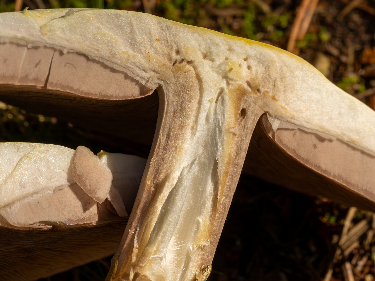 agaricus-silvicola_2023-09-12_1-14