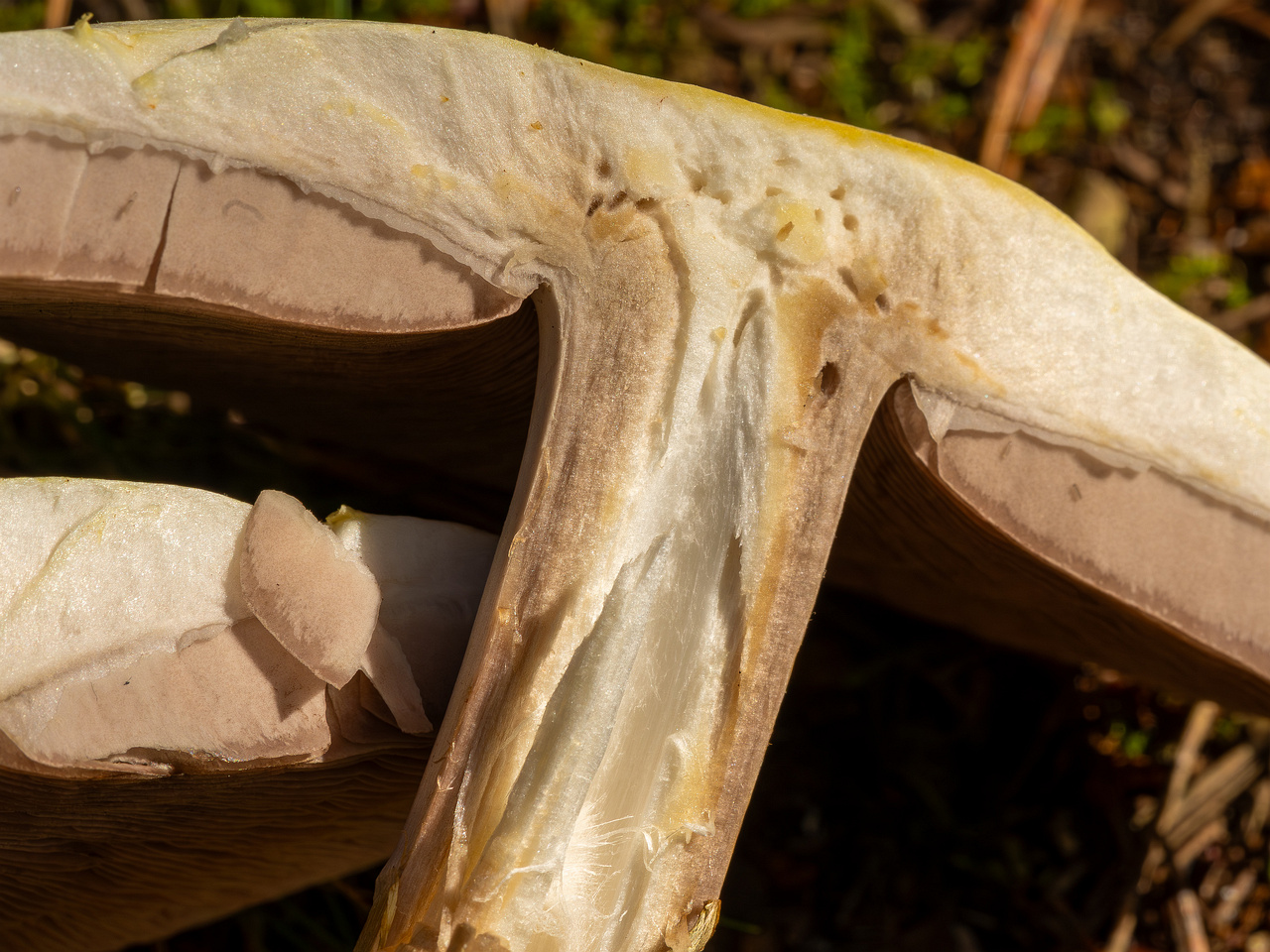 agaricus-silvicola_2023-09-12_1-16