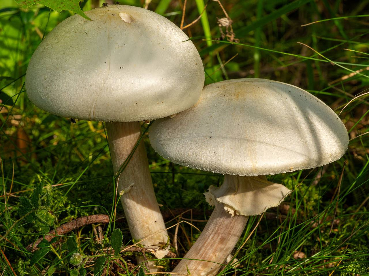 agaricus-silvicola_2023-09-12_1-2