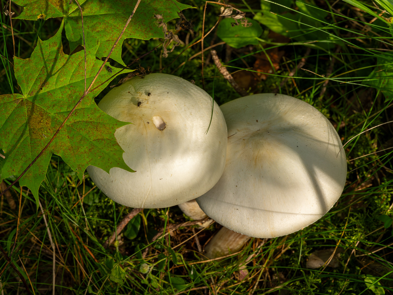 agaricus-silvicola_2023-09-12_1-4