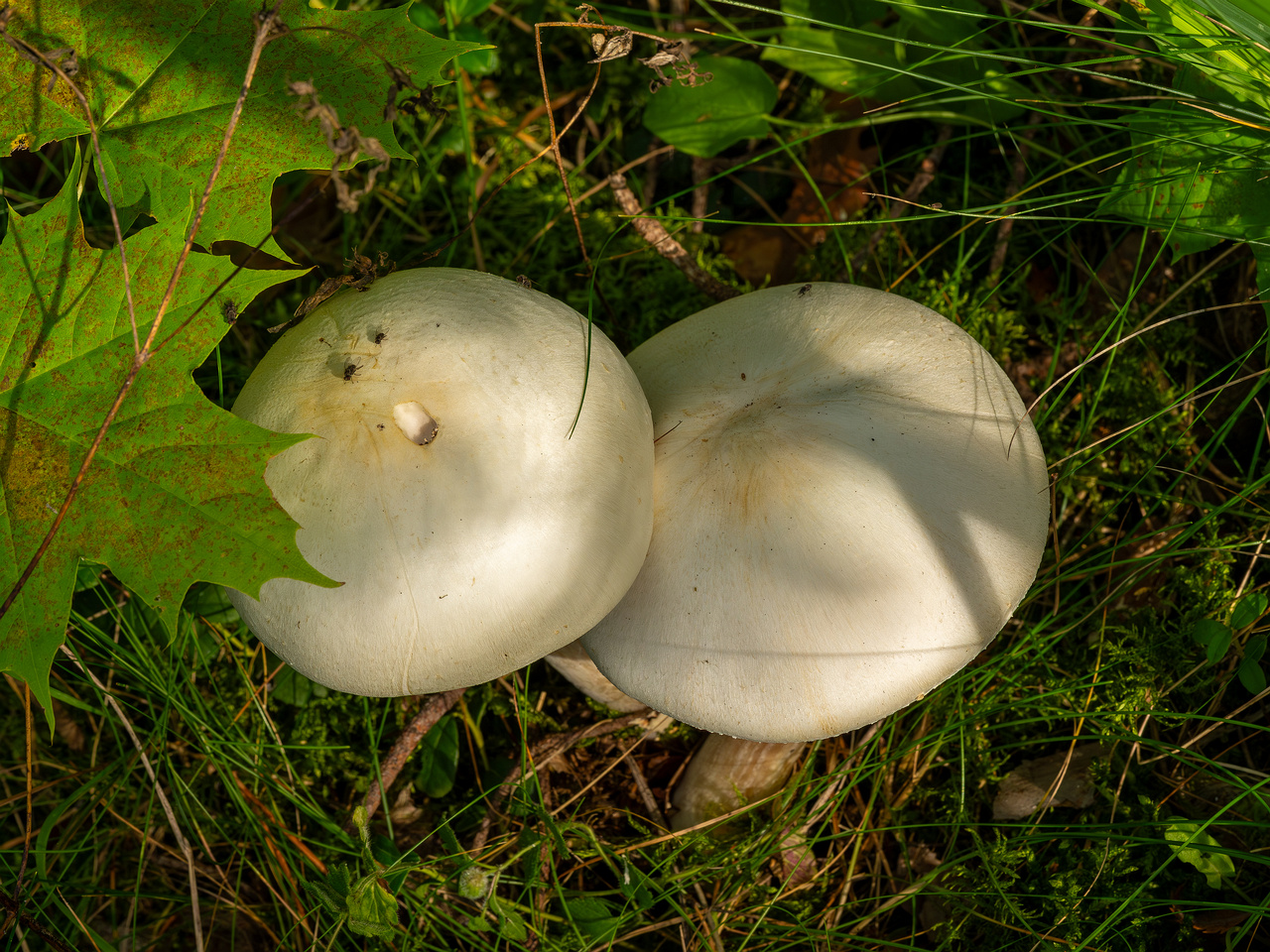 agaricus-silvicola_2023-09-12_1-5