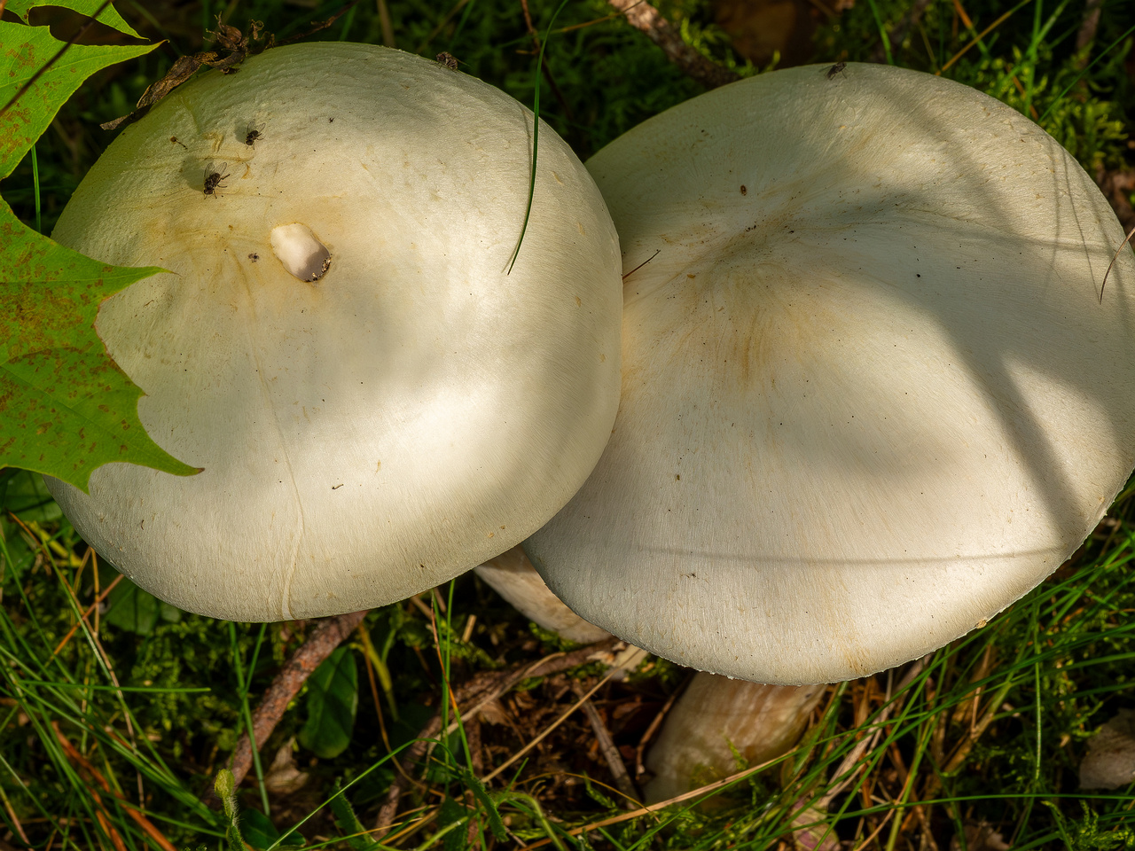 agaricus-silvicola_2023-09-12_1-6